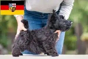 Read more about the article Scottish Terrier Züchter und Welpen im Saarland