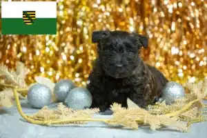 Read more about the article Scottish Terrier Züchter und Welpen in Sachsen