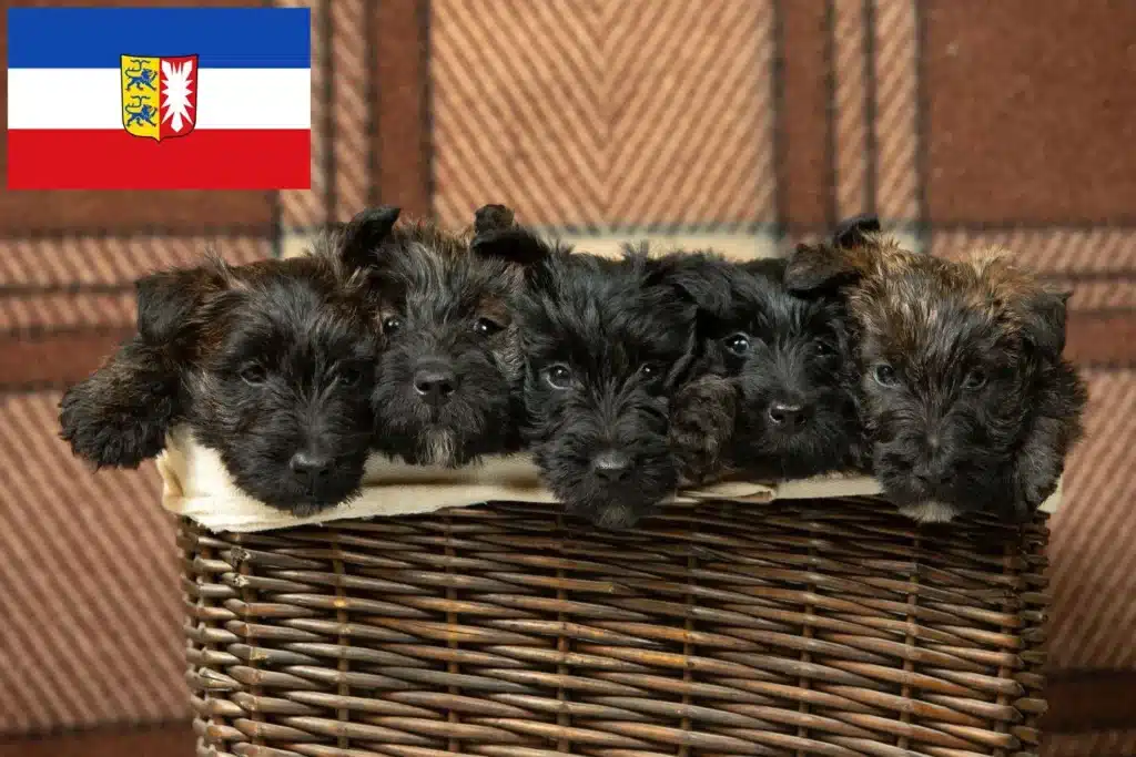 Scottish Terrier Züchter mit Welpen Schleswig-Holstein