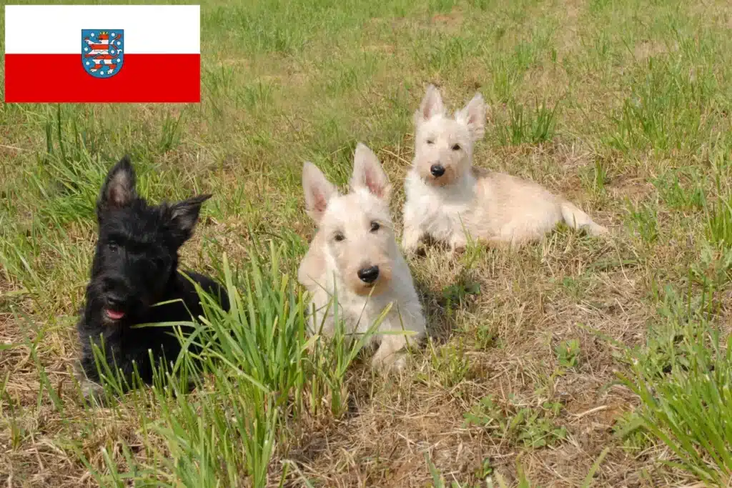 Scottish Terrier Züchter mit Welpen Thüringen