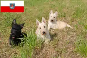 Read more about the article Scottish Terrier Züchter und Welpen in Thüringen