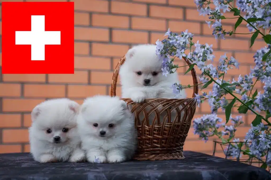 Spitz Züchter mit Welpen Schweiz