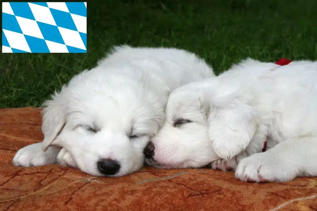 Tatra-Schäferhund Züchter mit Welpen Bayern