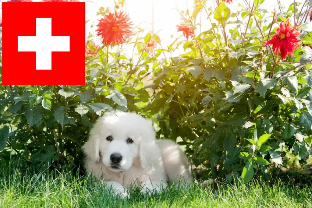 Tatra-Schäferhund Züchter mit Welpen Schweiz