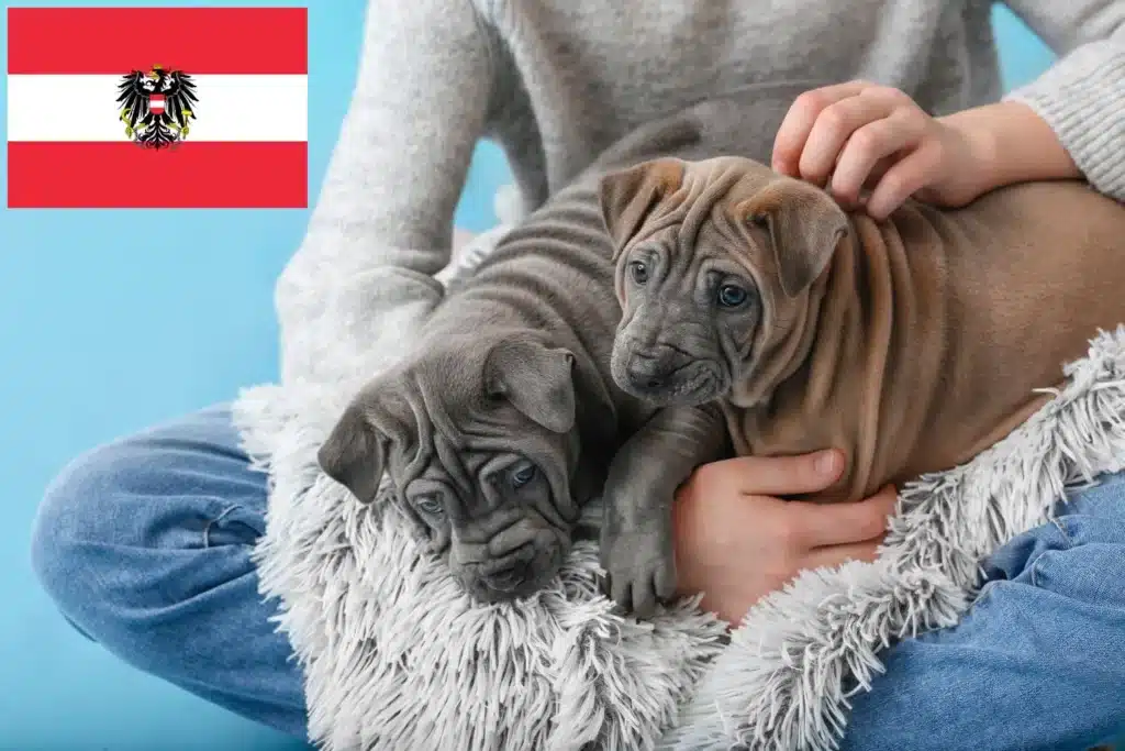 Thai Ridgeback Züchter mit Welpen Österreich