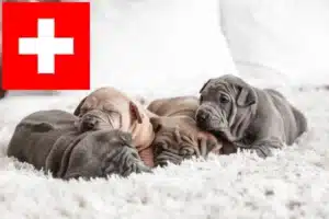 Mehr über den Artikel erfahren Thai Ridgeback Züchter und Welpen in der Schweiz