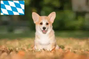 Read more about the article Welsh Corgi Züchter und Welpen in Bayern