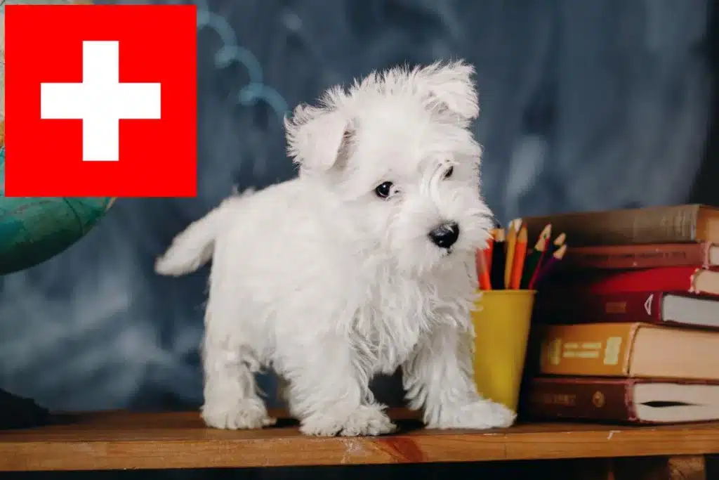 Westie Züchter mit Welpen Schweiz