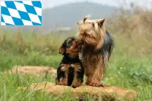 Read more about the article Yorkshire Terrier Züchter und Welpen in Bayern