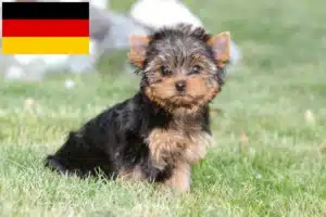 Read more about the article Yorkshire Terrier Züchter und Welpen in Deutschland