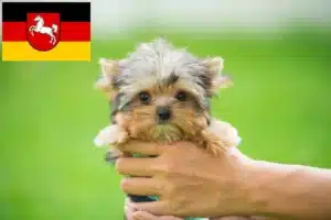Read more about the article Yorkshire Terrier Züchter und Welpen in Niedersachsen