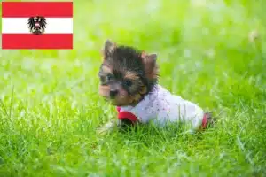Read more about the article Yorkshire Terrier Züchter und Welpen in Österreich