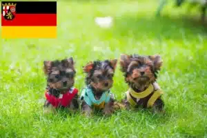 Read more about the article Yorkshire Terrier Züchter und Welpen in Rheinland-Pfalz