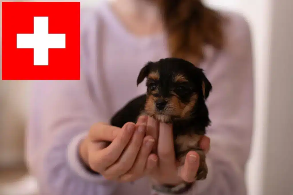 Yorkshire Terrier Züchter mit Welpen Schweiz