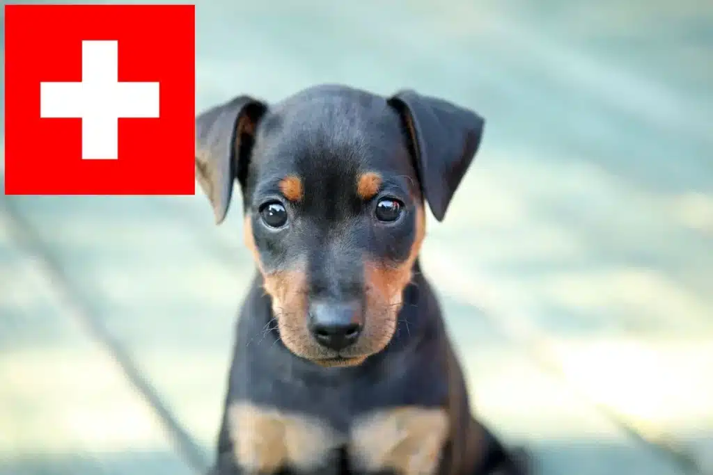 Zwergpinscher Züchter mit Welpen Schweiz