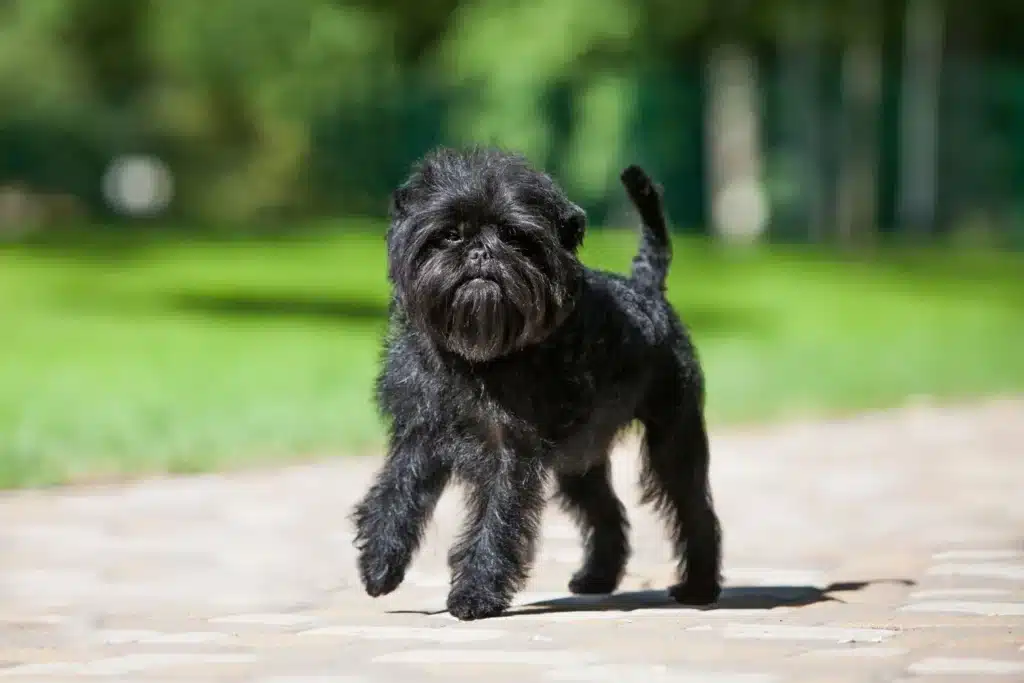 Affenpinscher Züchter mit Welpen Bremen