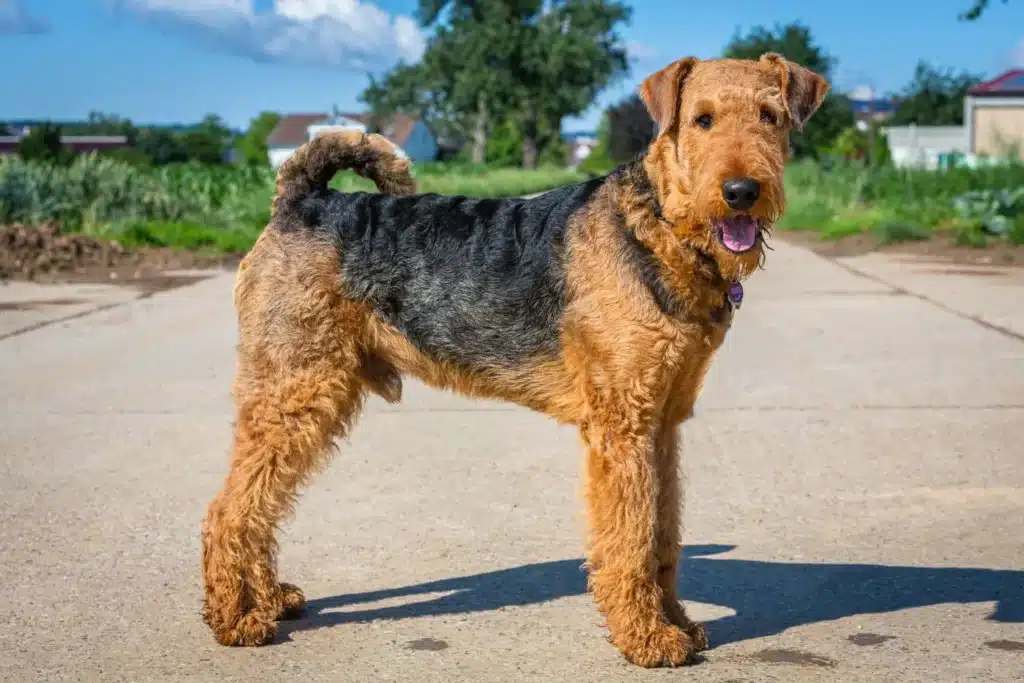 Airedale Terrier Züchter mit Welpen Bremen