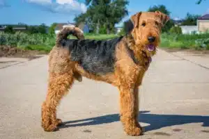 Read more about the article Airedale Terrier Züchter