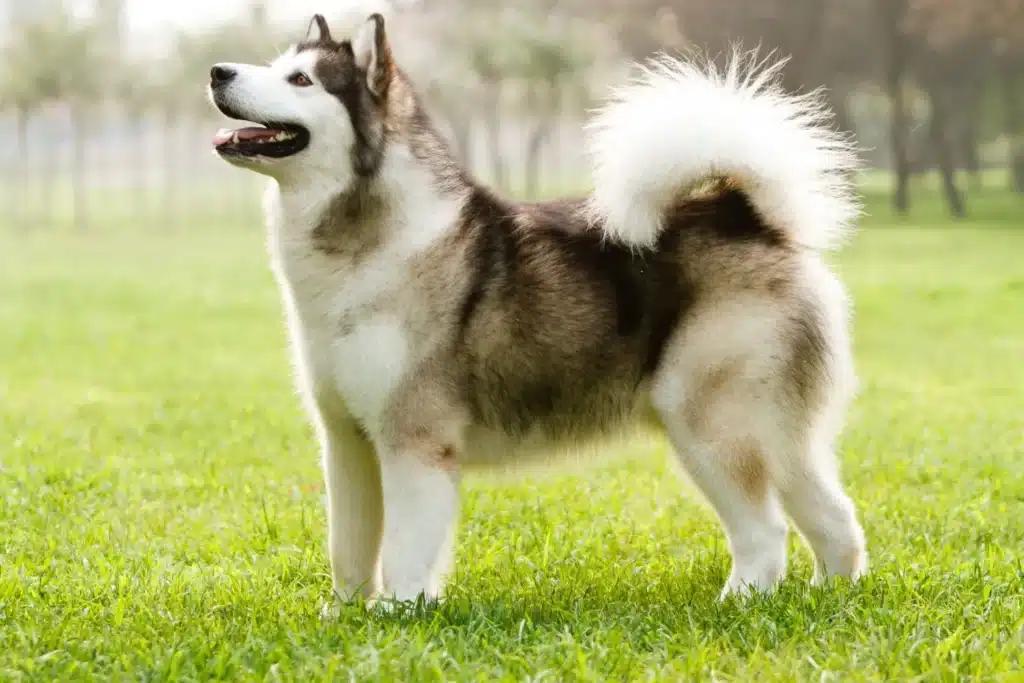 Alaskan Malamute Züchter mit Welpen Schleswig-Holstein