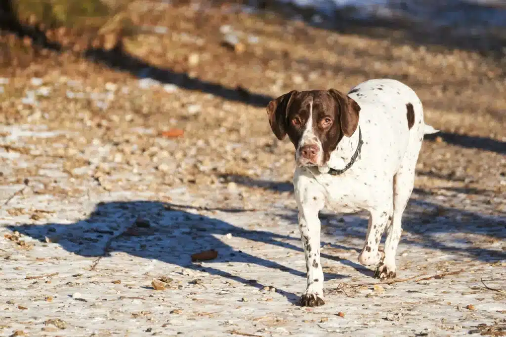 Altdänischer Vorstehhund Züchter mit Welpen Brandenburg