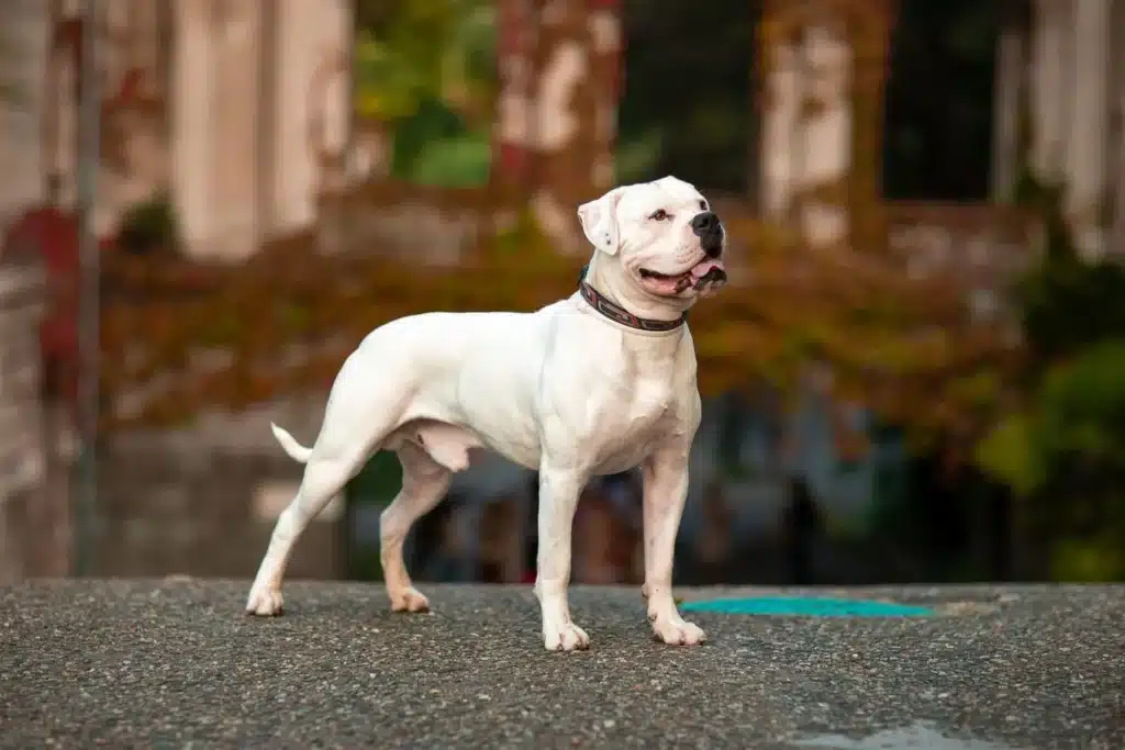 American Bulldog Züchter mit Welpen Sachsen