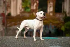 Read more about the article American Bulldog Züchter