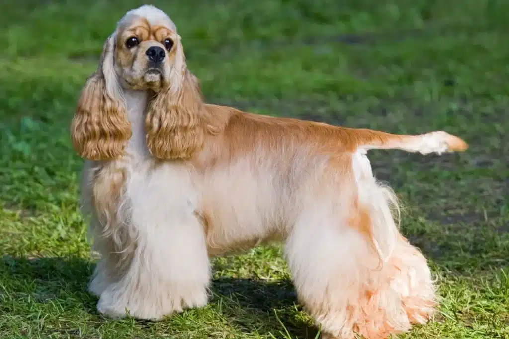 American Cocker Spaniel Züchter mit Welpen Schweiz