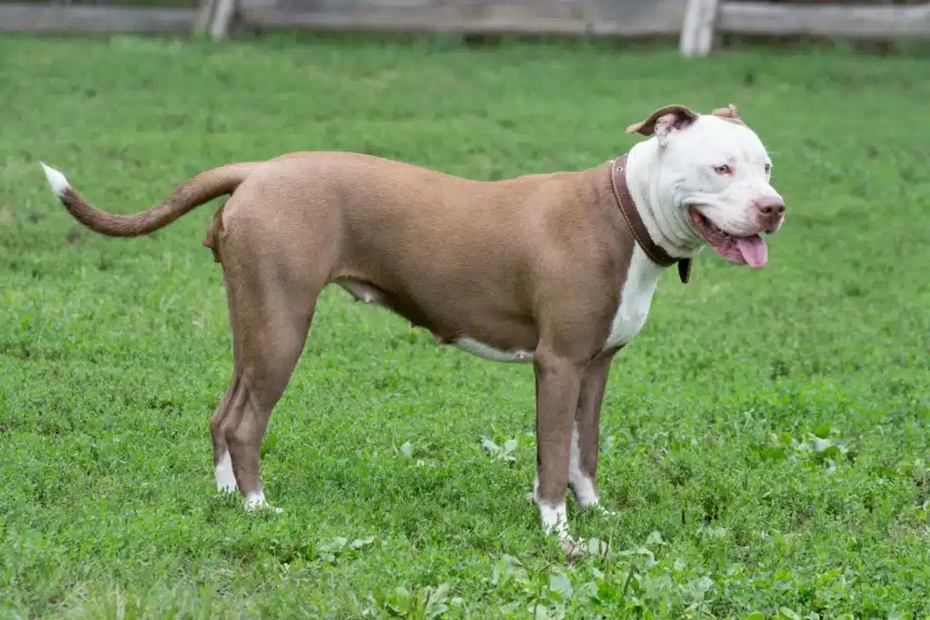 American Pit Bull Terrier Züchter mit Welpen Österreich