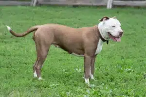 Read more about the article American Pit Bull Terrier Züchter