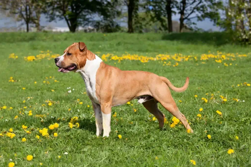 American Staffordshire Terrier Züchter