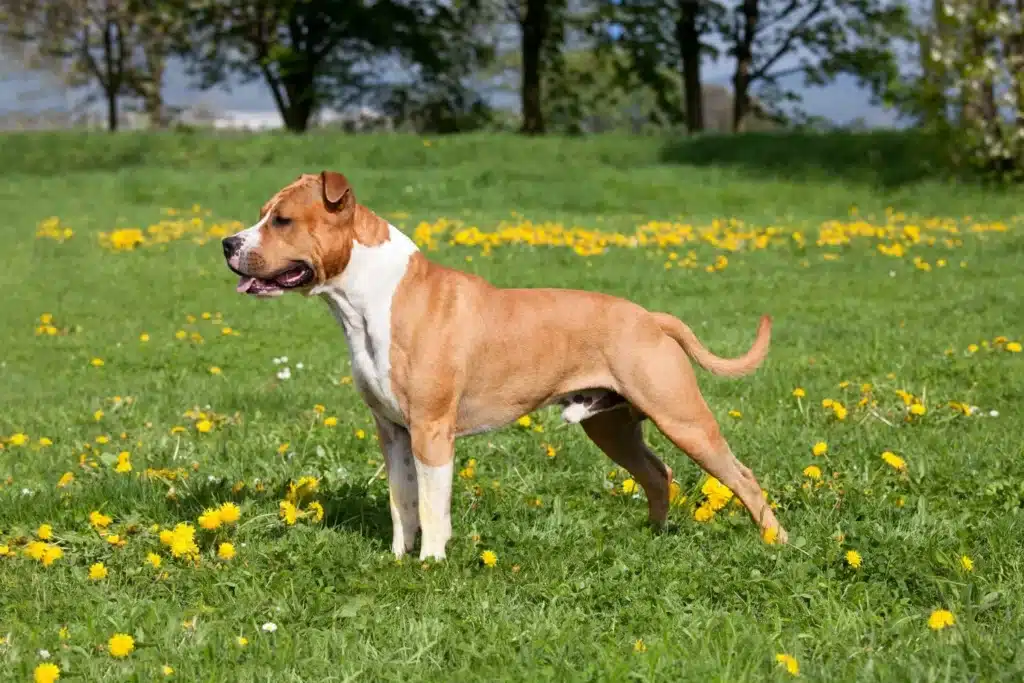 American Staffordshire Terrier Züchter mit Welpen Brandenburg