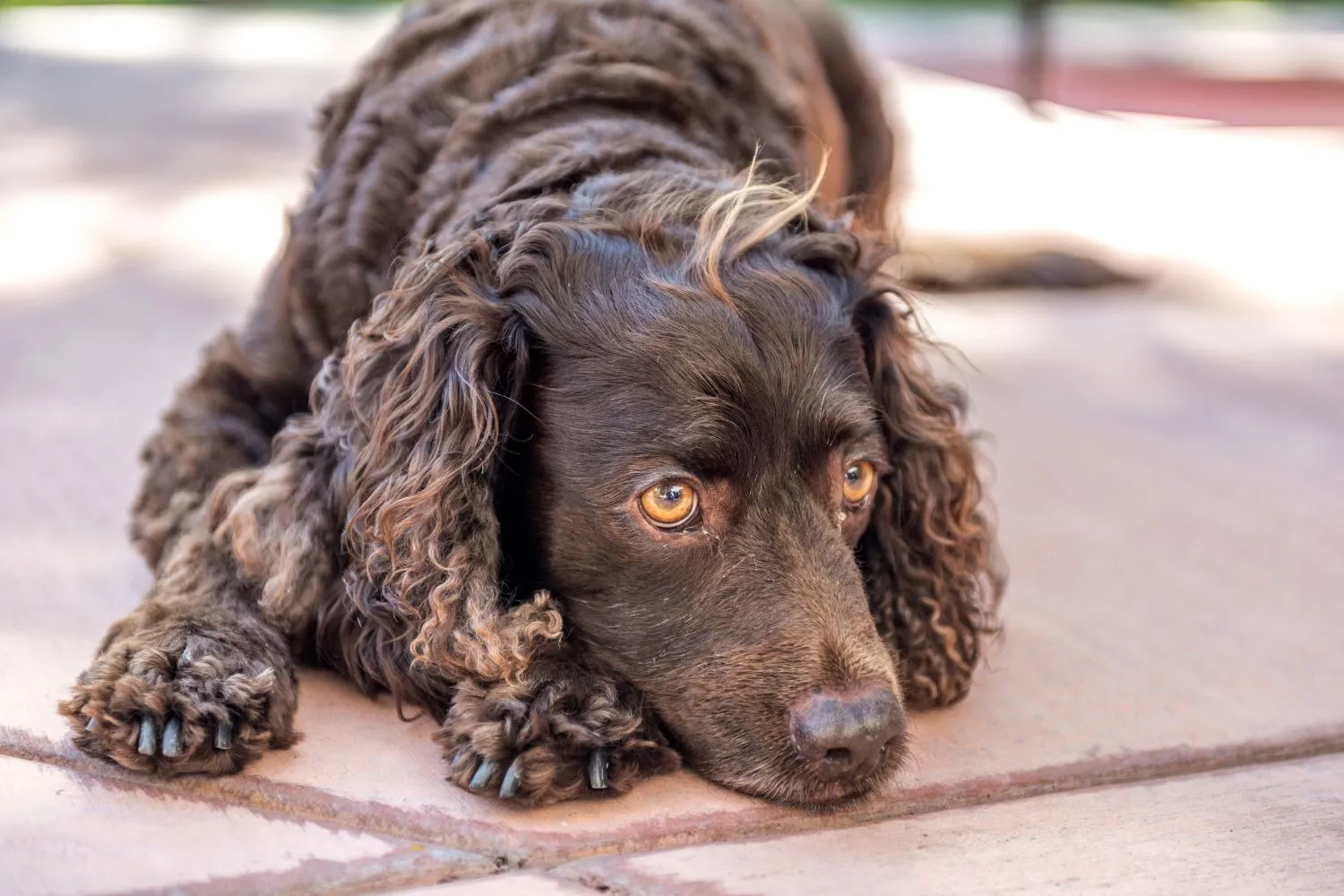 American Water Spaniel Züchter mit Welpen Berlin