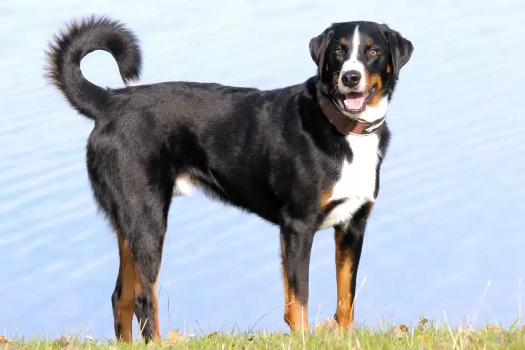 Appenzeller Sennenhund Züchter mit Welpen Bremen