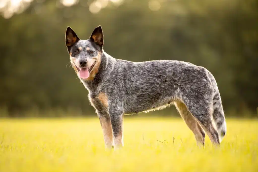 Australian Cattle Dog Züchter mit Welpen Saarland