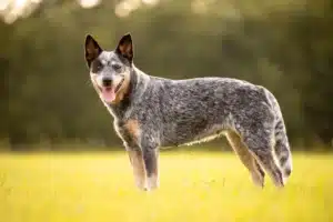 Read more about the article Australian Cattle Dog Züchter