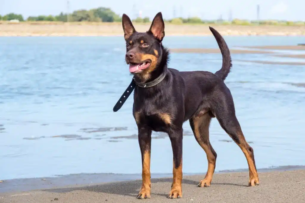 Australian Kelpie Züchter mit Welpen Niedersachsen