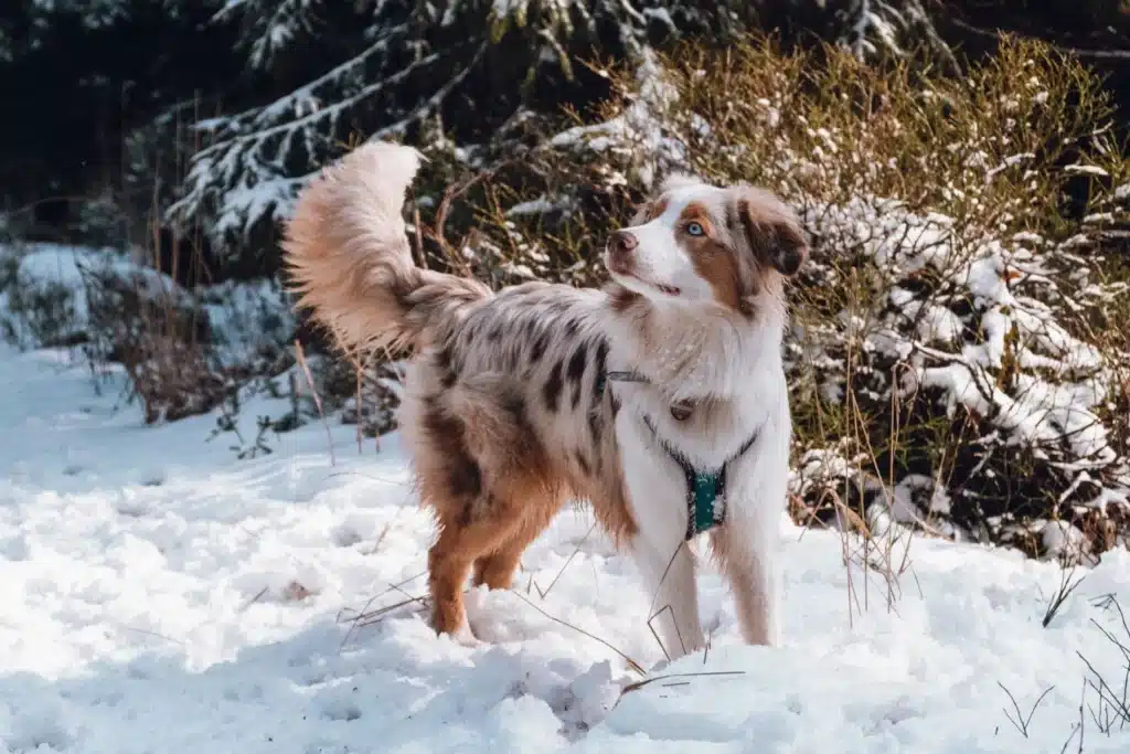 Australian Shepherd Züchter mit Welpen Schleswig-Holstein