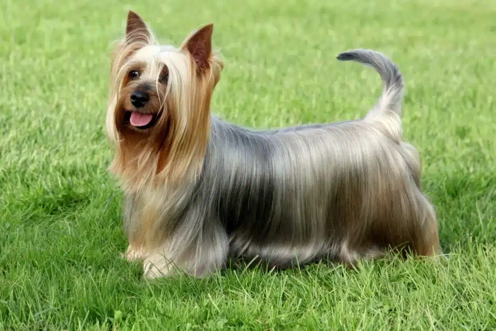 Australian Silky Terrier Züchter mit Welpen Österreich