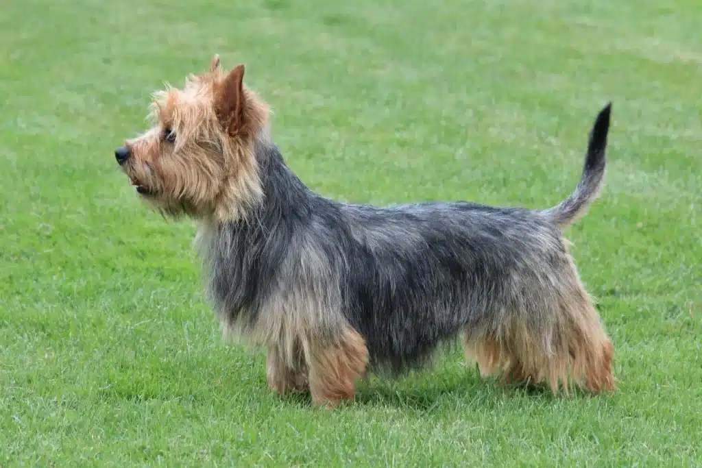 Australian Terrier Züchter mit Welpen Rheinland-Pfalz