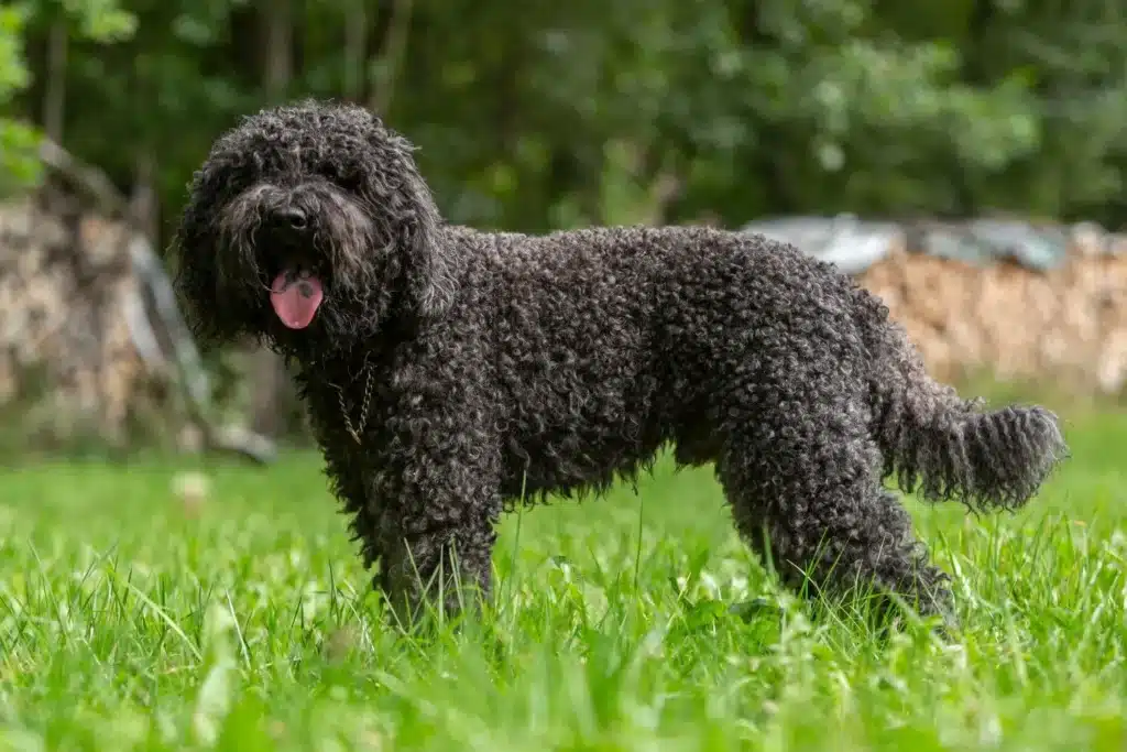 Barbet Züchter mit Welpen Schleswig-Holstein