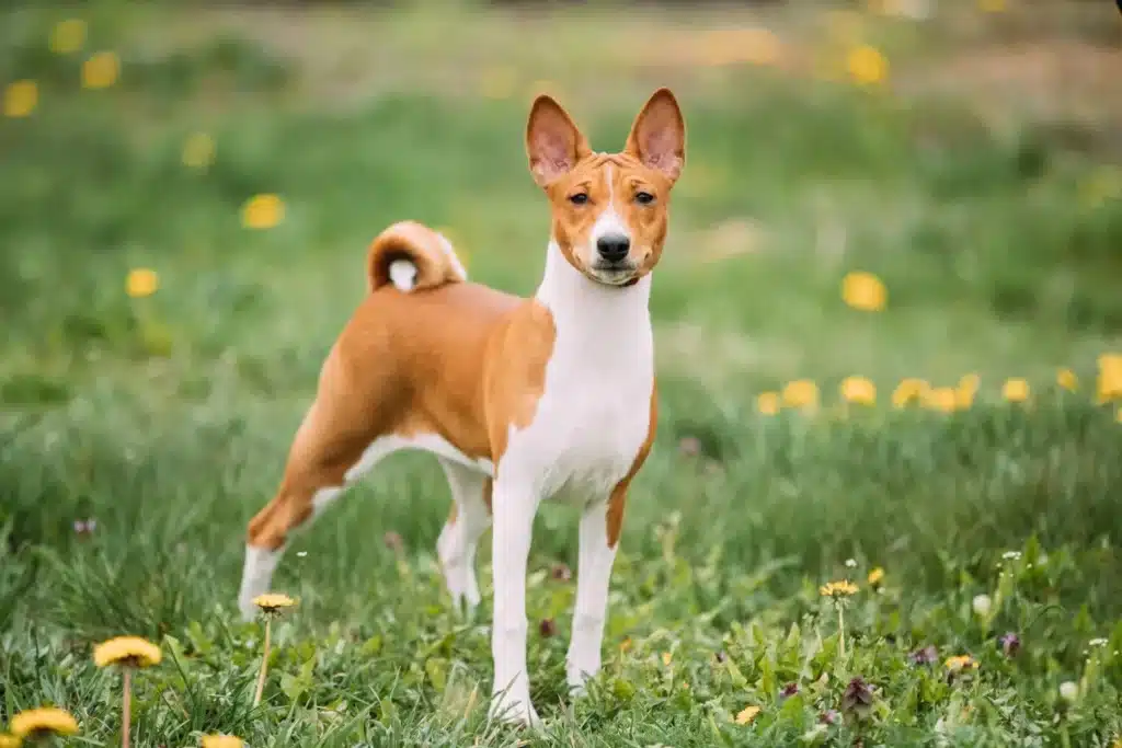 Basenji Züchter mit Welpen Deutschland