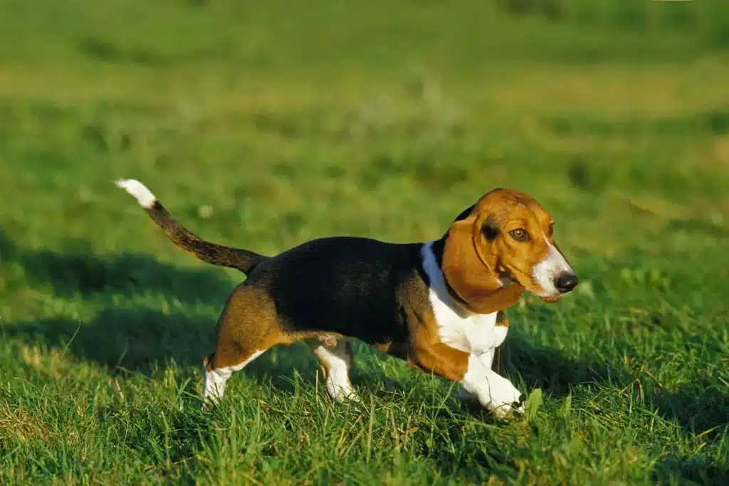 Basset Artesien Normand Züchter mit Welpen Sachsen-Anhalt