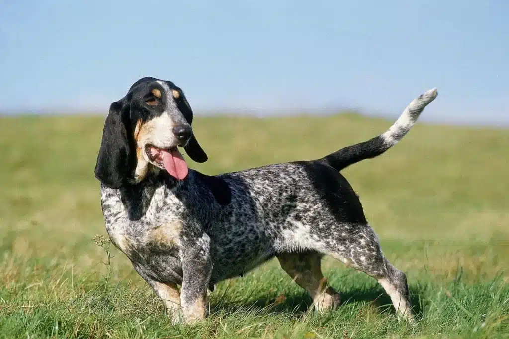 Basset bleu de Gascogne Züchter mit Welpen Baden-Württemberg