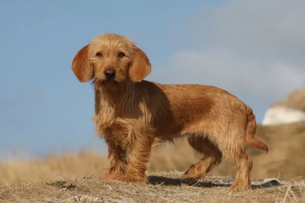 Basset fauve de Bretagne Züchter mit Welpen Hamburg