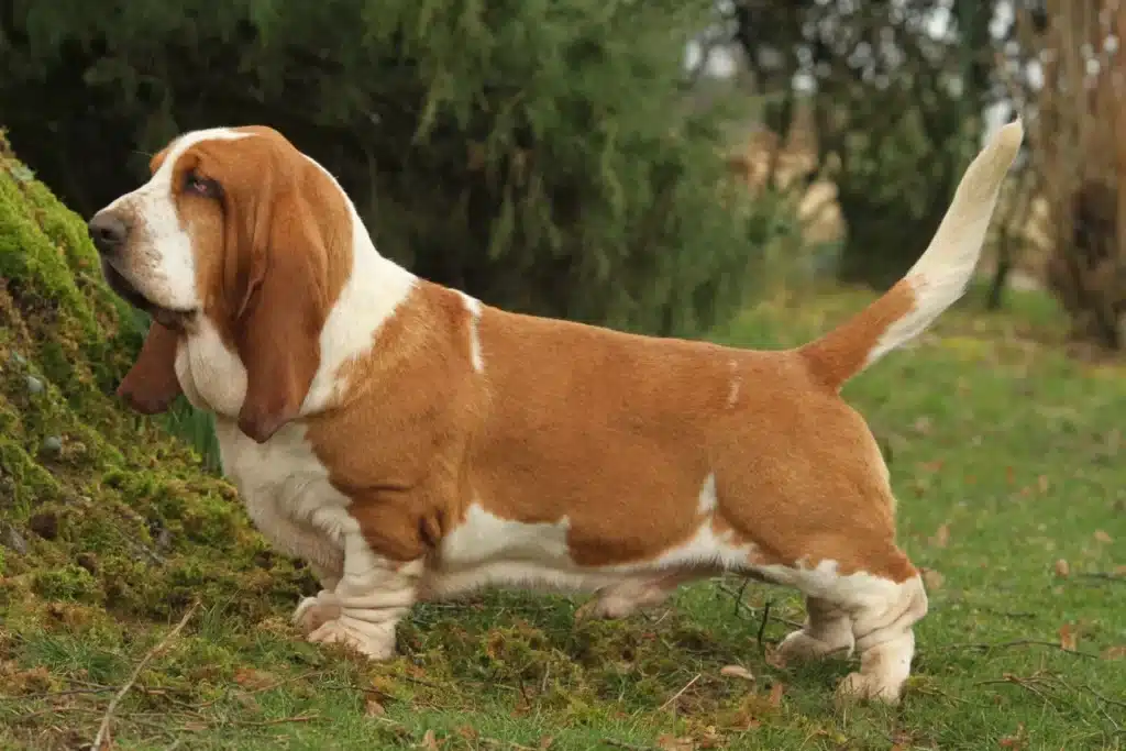 Basset Hound Züchter mit Welpen Schweiz