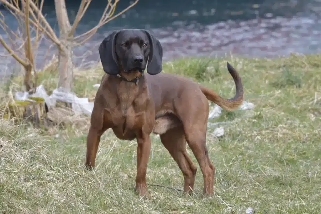 Bayerischer Gebirgsschweißhund Züchter mit Welpen Schleswig-Holstein