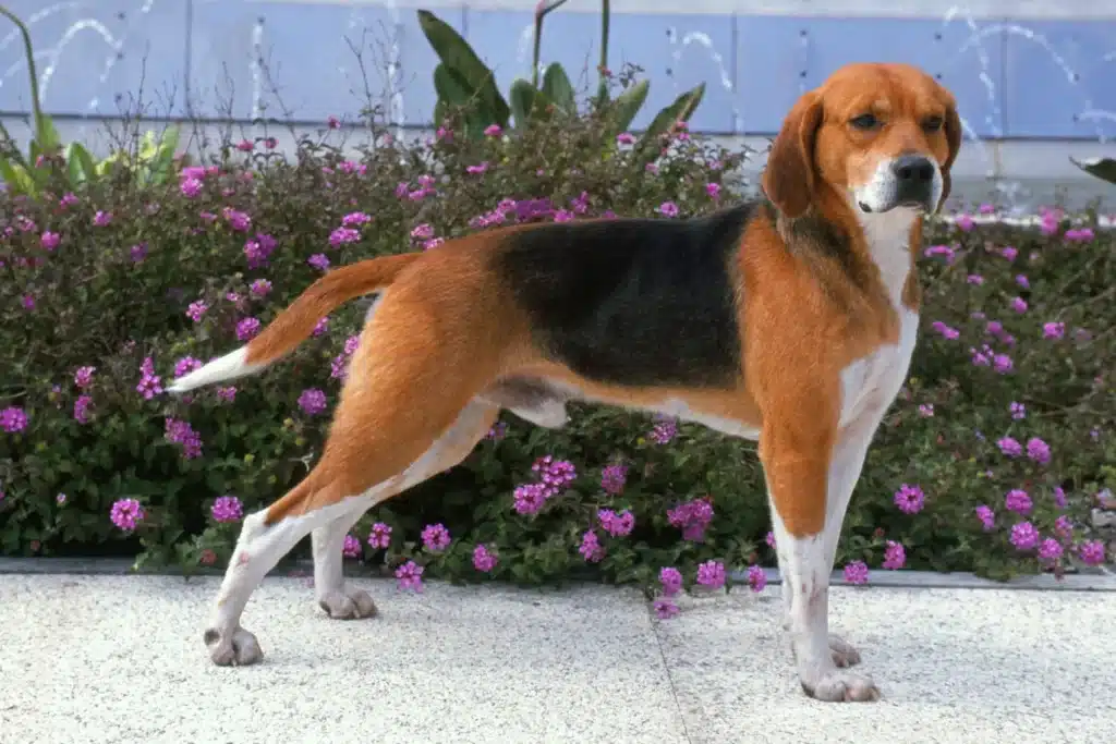 Beagle Harrier Züchter mit Welpen Hessen