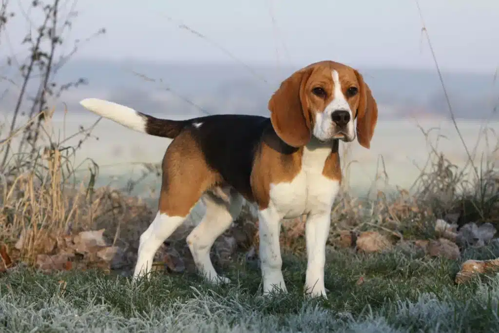 Beagle Züchter mit Welpen Hessen