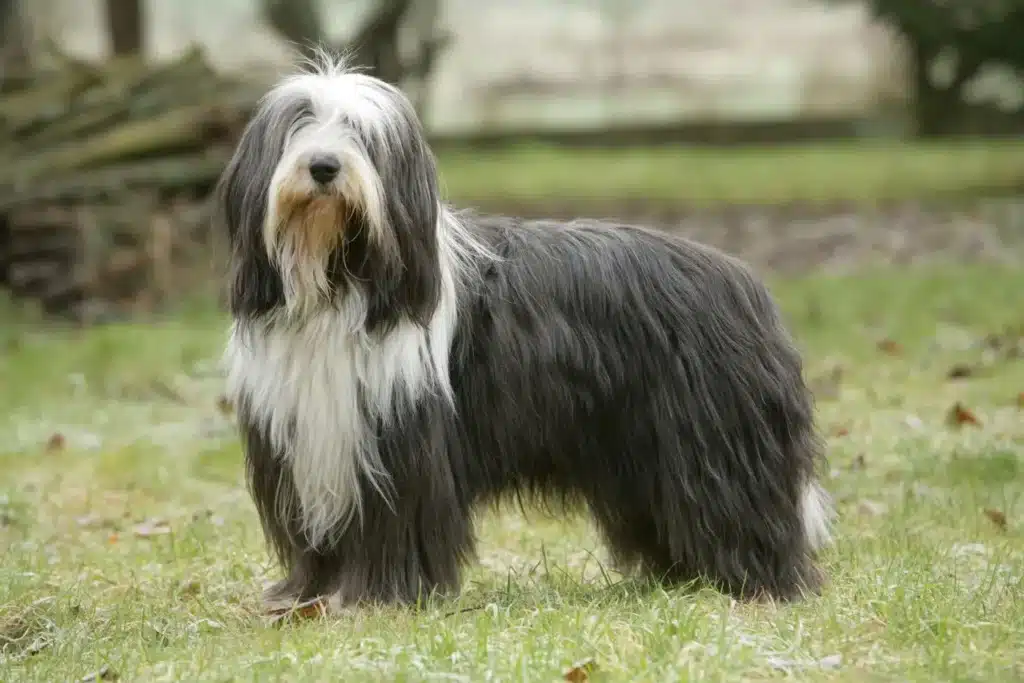 Bearded Collie Züchter mit Welpen Sachsen-Anhalt