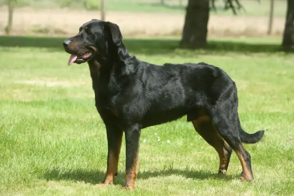 Beauceron Züchter mit Welpen Schweiz